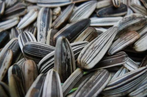 三種人不宜食用五香瓜子，購(gòu)買(mǎi)后也需適量，健康知識(shí)快轉(zhuǎn)告家人